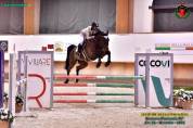 Cavallo belga 8 anni da salto