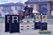 Cavallo belga 8 anni da salto