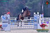 Cavallo belga 8 anni da salto