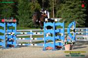 Cavallo belga 8 anni da salto