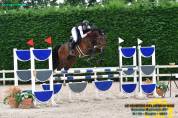 Cavallo belga 8 anni da salto