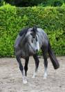 Castrone Altre Razze di Pony In vendita 2021 Grigio