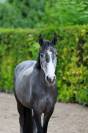 Castrone Altre Razze di Pony In vendita 2021 Grigio