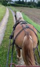 Jument trait breton