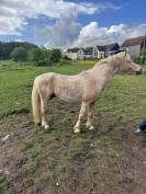 Loops - Welsh Part Bred