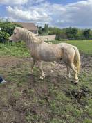 Loops - Welsh Part Bred