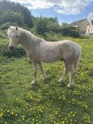 Loops - Welsh Part Bred