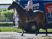 Cavalla Oldenburger In vendita 2019 Baio