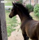 Poulain PFS 2025