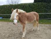Vente Haflinger passeport suisse 8ans 