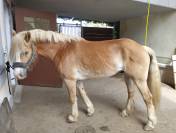 Vente Haflinger passeport suisse 8ans 