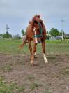 Super Quarter Horse 