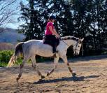 Jument 5 ans par Mylord Carthago et Armitage Boy 