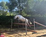 Jument 5 ans par Mylord Carthago et Armitage Boy 