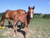 Broodmare Selle Français For sale 2010 Bay