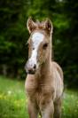 Foal Welsh Part Bred 