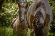 Foal Welsh Part Bred 
