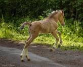 Foal Welsh Part Bred 