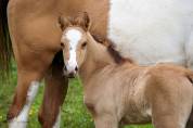 Foal Welsh Part Bred 