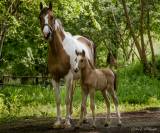 Foal Welsh Part Bred 