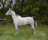 SUPERBE CHEVAL GRIS DE 8 ANS , 157CM, PLEIN PAPIER