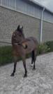 Jument de 6 ans A VENDRE 