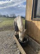 Pensions chevaux - Ecurie Les 3 Saints 19210 
