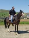cavallo purosangue arabo 