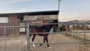 cavallo purosangue arabo 