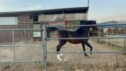 cavallo purosangue arabo 