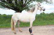 Yegua Lusitano En venta 2018 Tordo