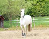 Yegua Lusitano En venta 2018 Tordo