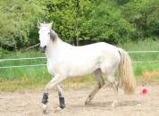 Yegua Lusitano En venta 2018 Tordo