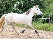 Yegua Lusitano En venta 2018 Tordo