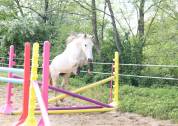 Yegua Lusitano En venta 2018 Tordo