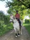 Yegua Lusitano En venta 2018 Tordo
