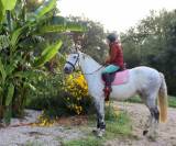 Yegua Lusitano En venta 2018 Tordo