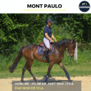 Caballo castrado Pura Sangre En venta 2021 Bayo por Nom de d'la