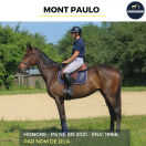 Caballo castrado Pura Sangre En venta 2021 Bayo por Nom de d'la