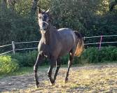 Castrone Zangersheide In vendita 2021 Grigio