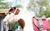 Demi-trait pie 3 ans (non débourré)