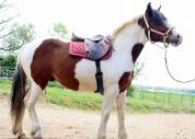 Demi-trait pie 3 ans (non débourré)
