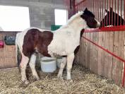 Demi-trait pie 3 ans (non débourré)