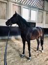  Castrone Westfaliano del 2014