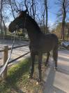  Castrone Westfaliano del 2014