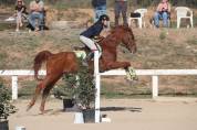 Caballo polivalente tamaño medio 