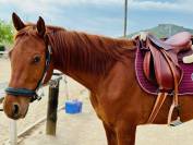 Caballo polivalente tamaño medio 