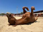 Caballo polivalente tamaño medio 