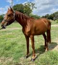 Caballo polivalente tamaño medio 
