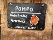 Caballo polivalente tamaño medio 